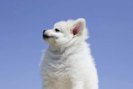 Dog-25
