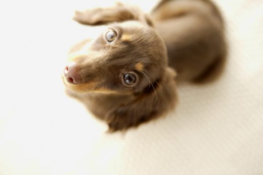 Dog-5