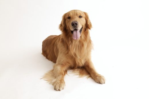 Dog-50