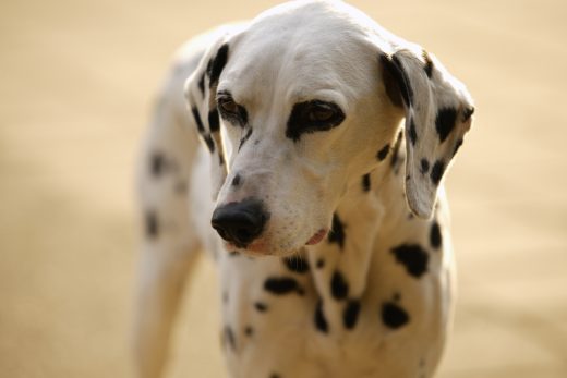 Dog-46