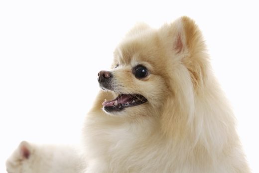 Dog-28