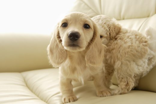 Dog-12
