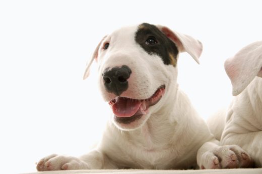 Dog-33