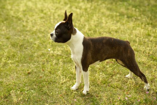 Dog-29
