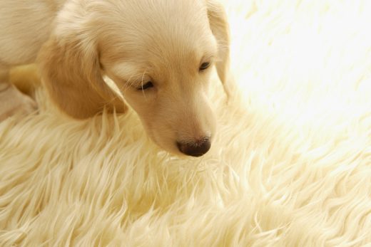 Dog-34
