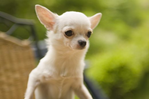 Dog-19