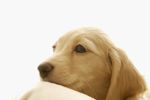 Dog-1