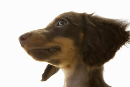 Dog-60