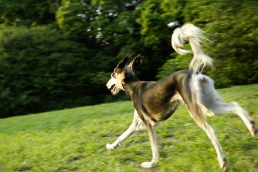 Dog-54