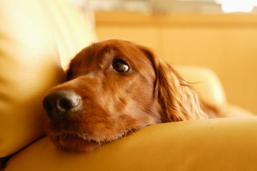 Dog-51