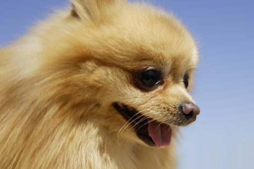 Dog-27