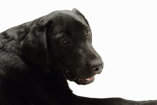 Dog-49