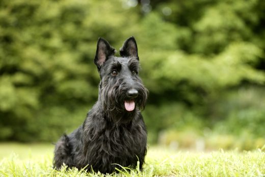 Dog-44