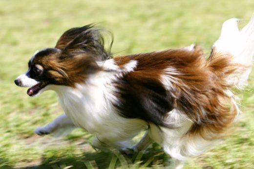 Dog-22