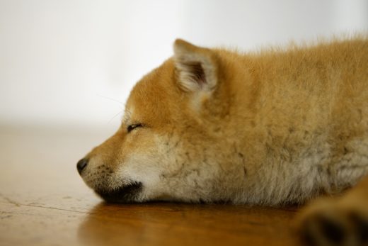 Dog-42