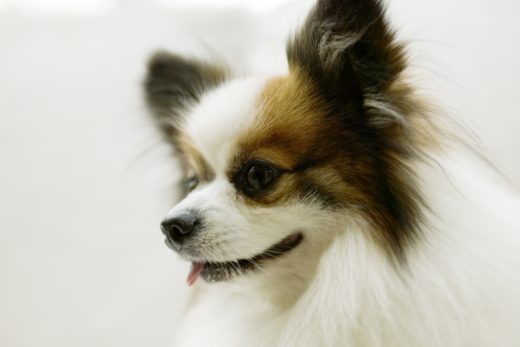 Dog-21