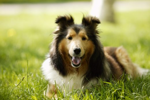 Dog-48
