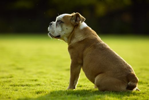 Dog-30