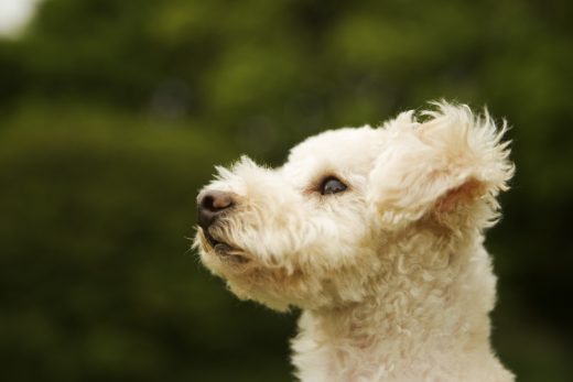 Dog-16