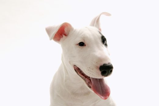 Dog-32
