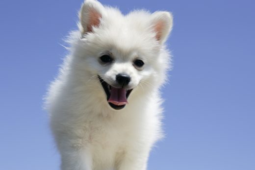 Dog-24