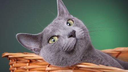 Beautiful Cats-12