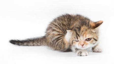 Beautiful Cats-5