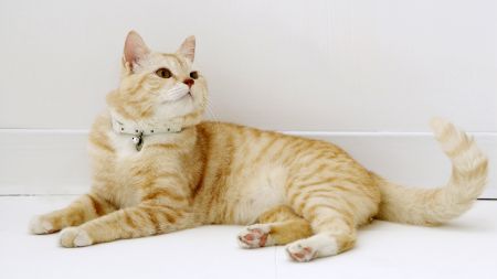 Beautiful Cats-10