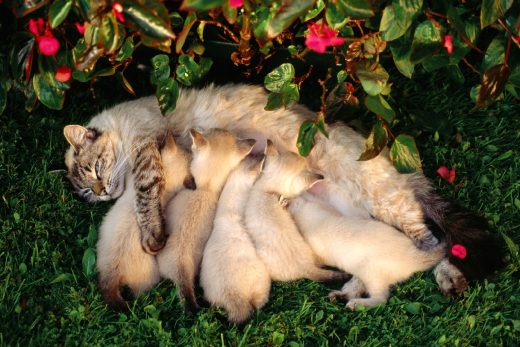 Beautiful Cats-46