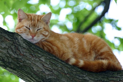 Beautiful Cats-25
