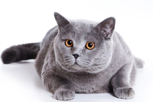 Beautiful Cats-13