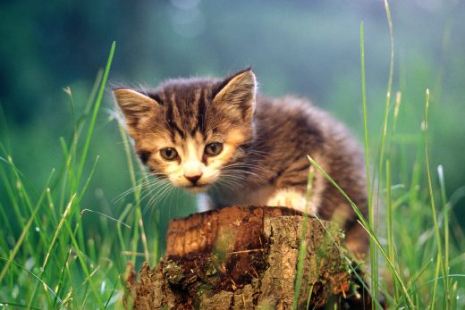 Beautiful Cats-41