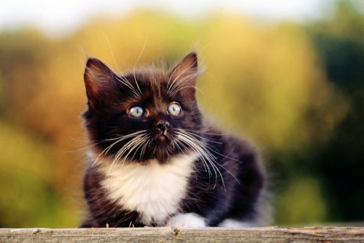 Beautiful Cats-21