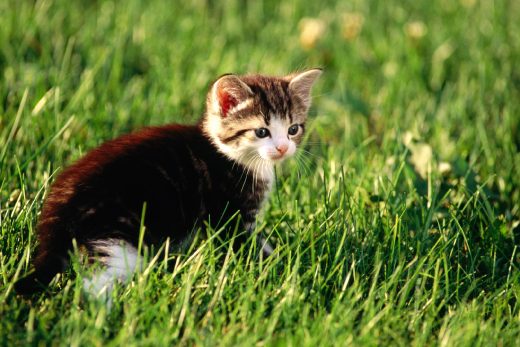 Beautiful Cats-43