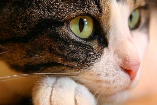 Beautiful Cats-14