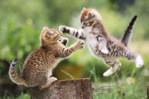 Beautiful Cats-7