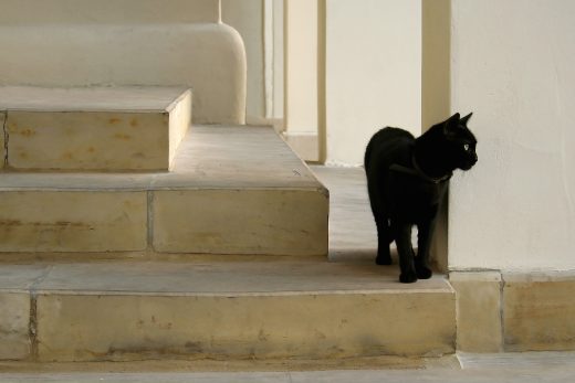 Beautiful Cats-16