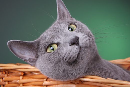 Beautiful Cats-12