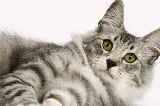 Beautiful Cats-34