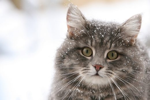 Beautiful Cats-17