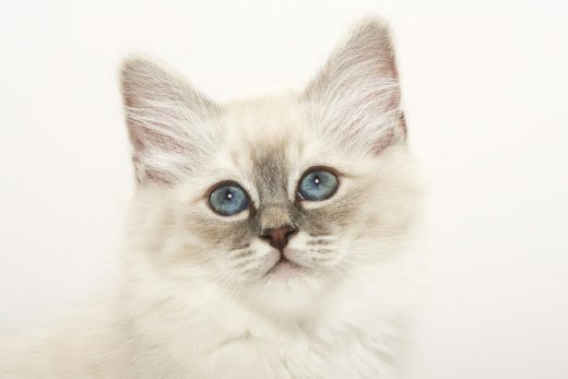 Beautiful Cats-1
