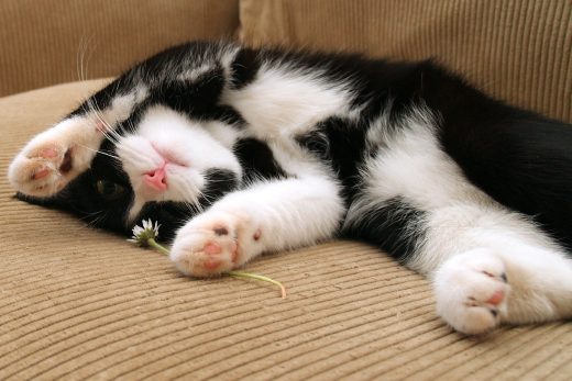 Beautiful Cats-27