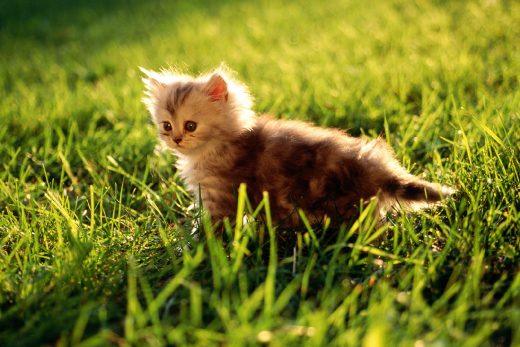 Beautiful Cats-42