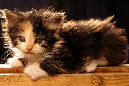Beautiful Cats-26