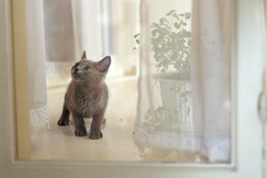 Beautiful Cats-19