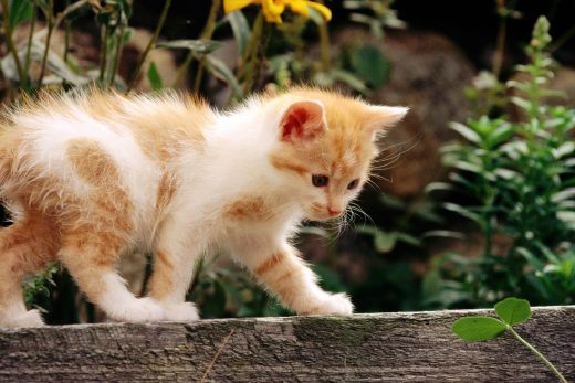 Beautiful Cats-40