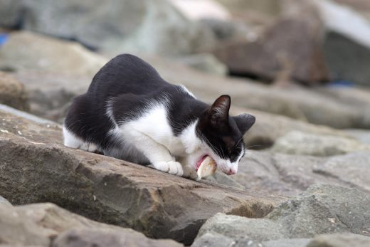 Beautiful Cats-15