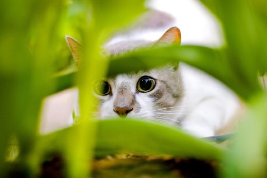 Beautiful Cats-6