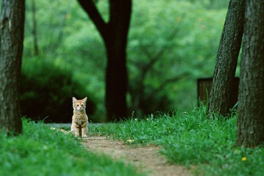 Beautiful Cats-31