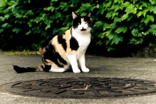 Beautiful Cats-9